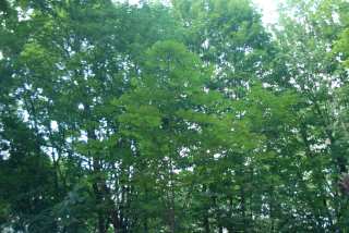 DSC_0118.JPG