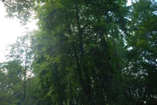 DSC_0123.JPG
