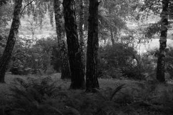 DSC_0204.JPG
