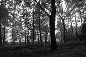 DSC_0242.JPG