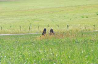 DSC_0112.NEF